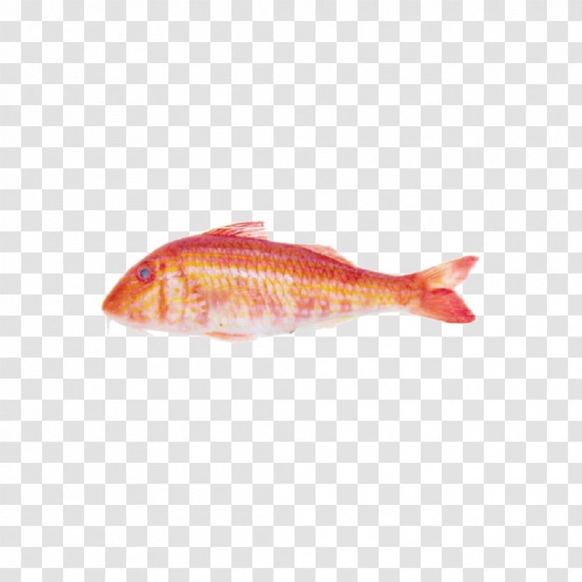 Northern Red Snapper Fish Products Perch Marine Biology Transparent PNG