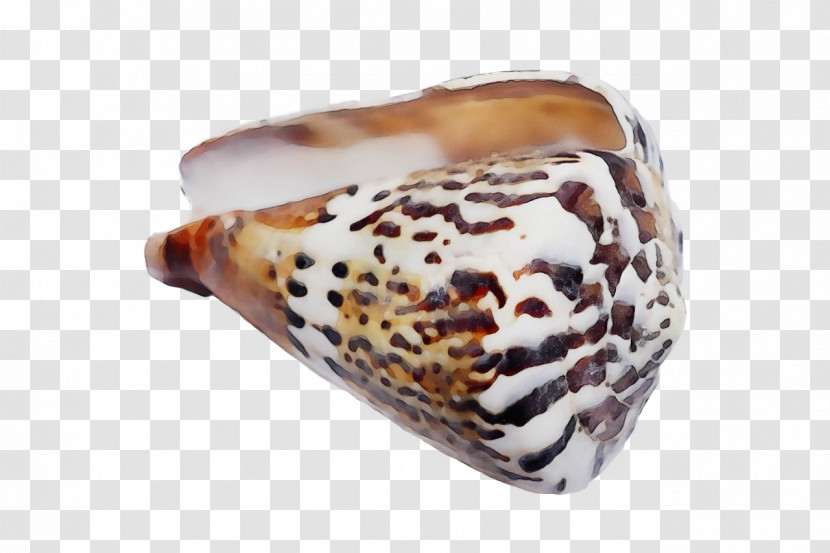 Conchology Seashell Conch Transparent PNG