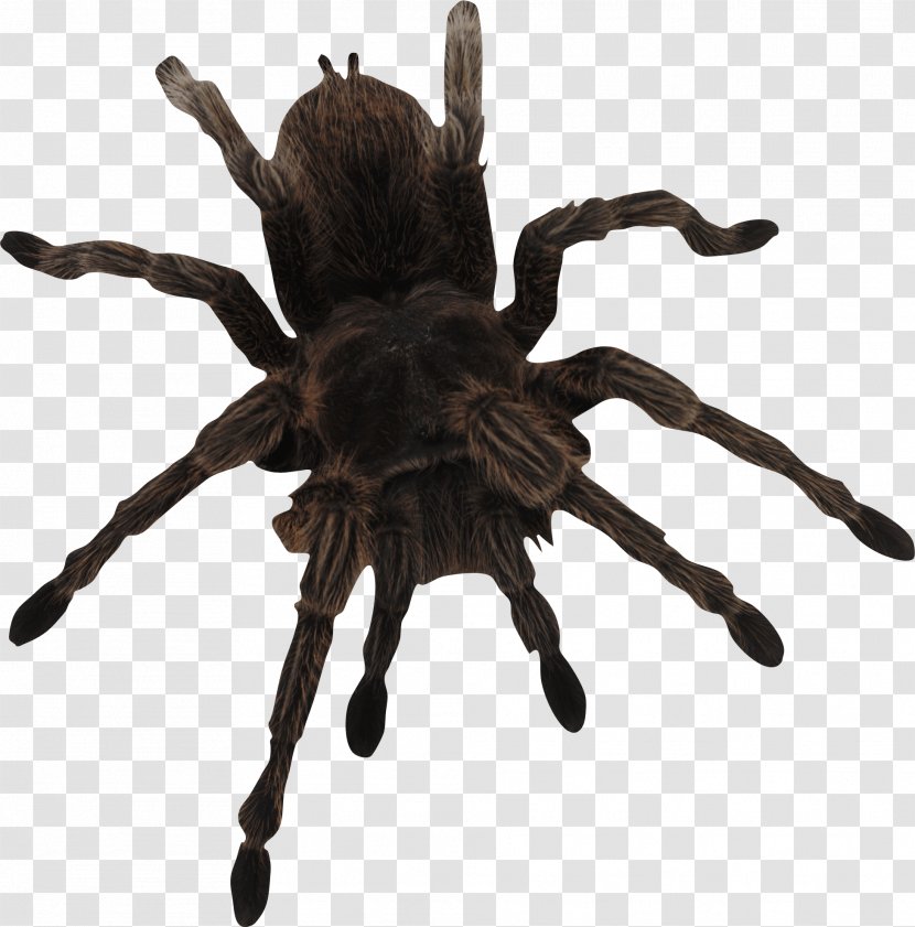 Spider Web - Homo Sapiens - Image Transparent PNG