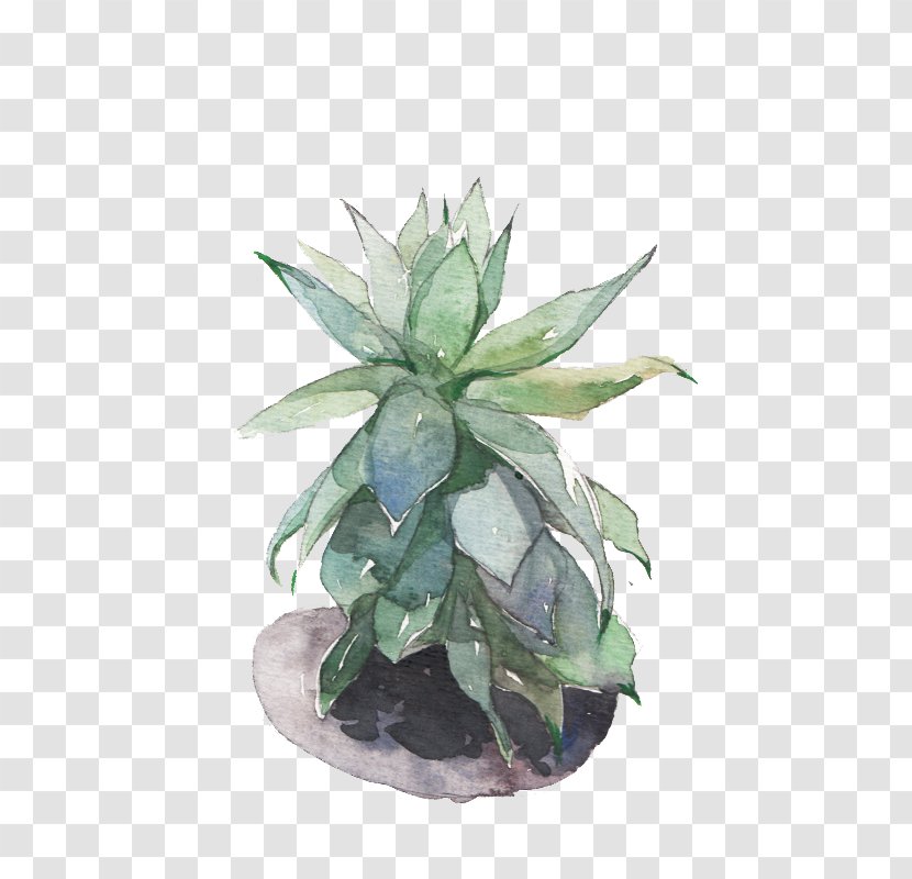 Succulent Plant Viridiplantae Leaf - Houseplant - Plants Transparent PNG