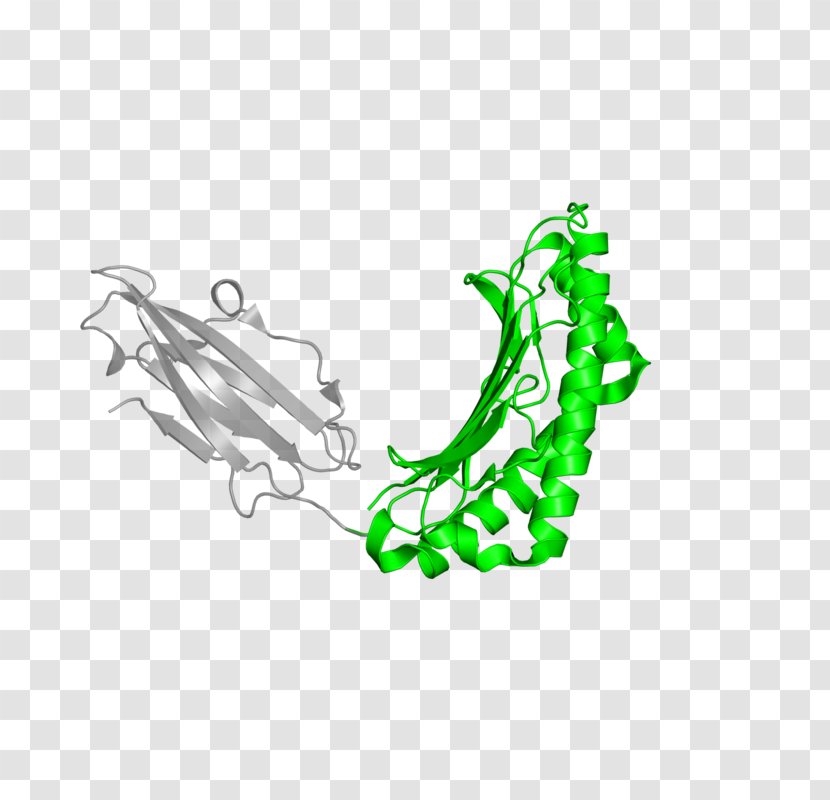Illustration Clip Art Leaf Shoe Logo - Green - Antigen Graphic Transparent PNG