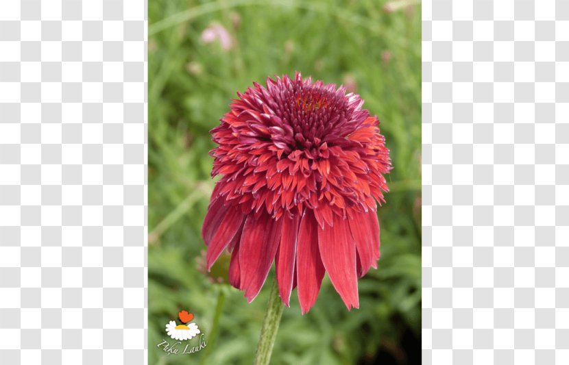 Blanket Flowers Coneflower Petal Annual Plant - Daisy Family Transparent PNG