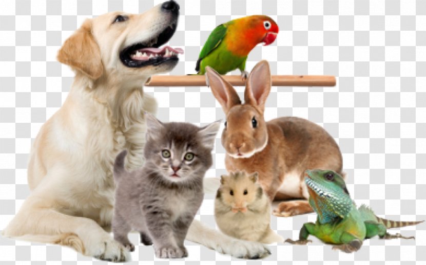 Exotic Animal Veterinarian Pet Cat - Organism Transparent PNG