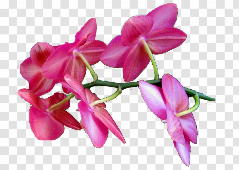Moth Orchids Cut Flowers Plant Stem Petal Pink M Transparent PNG
