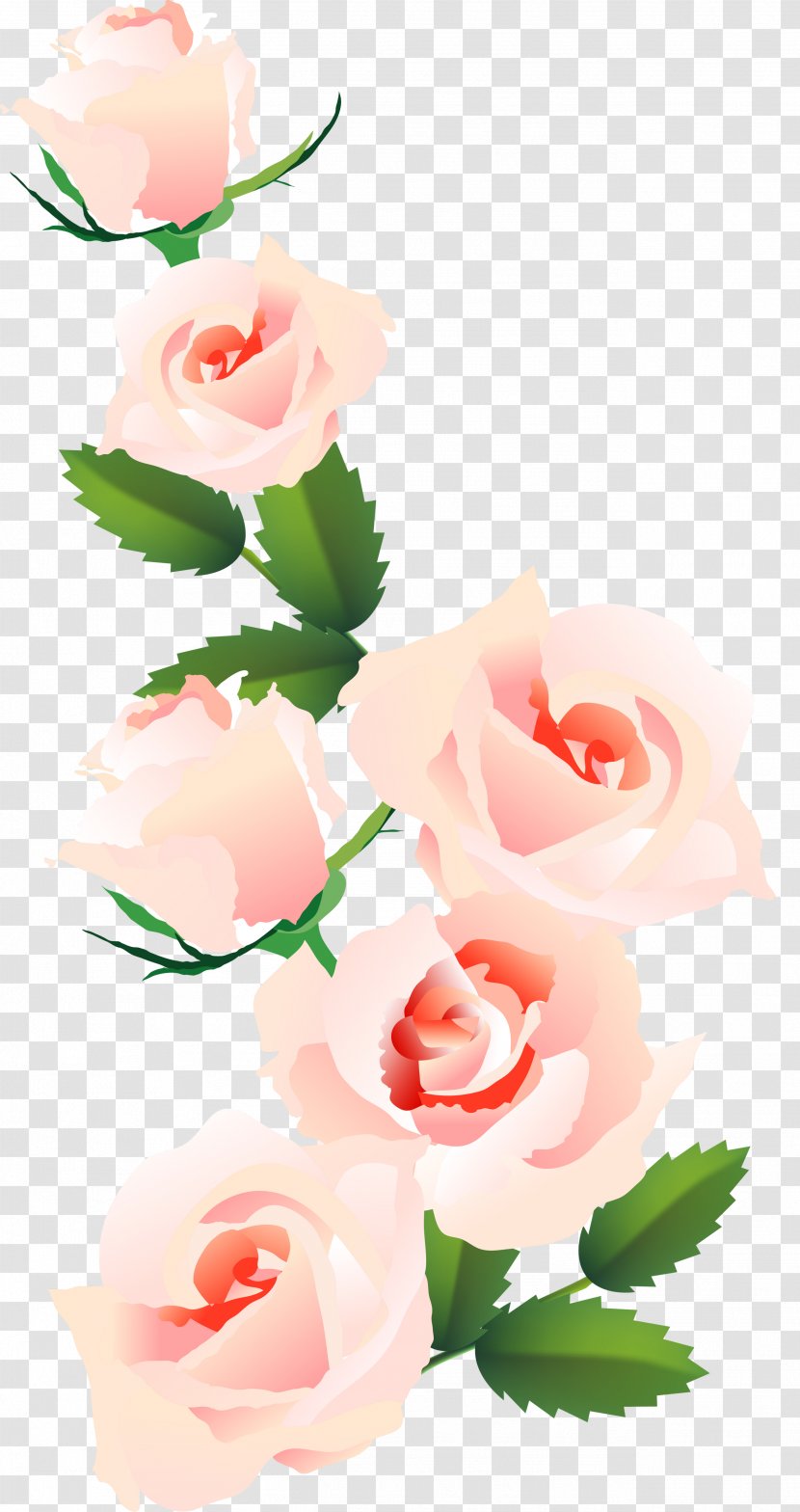 Garden Roses Centifolia Floral Design Cut Flowers - Peach - Flower Transparent PNG