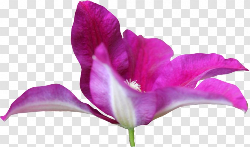 Iris Family Irises Pink M Close-up Petal - 8 March Transparent PNG