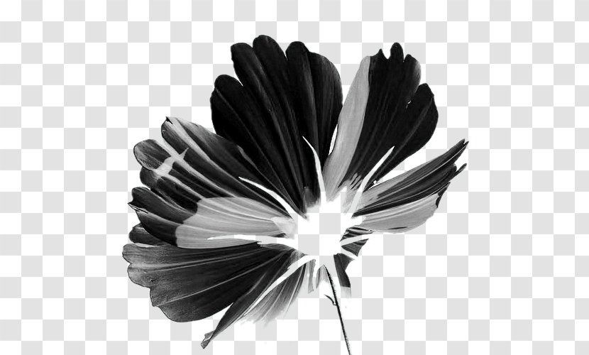 Black And White Petal Flower - Tree Transparent PNG