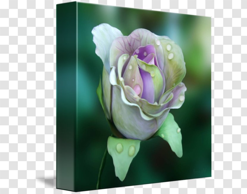 Centifolia Roses Rosaceae Lilac Purple Lavender - Rose Leslie Transparent PNG
