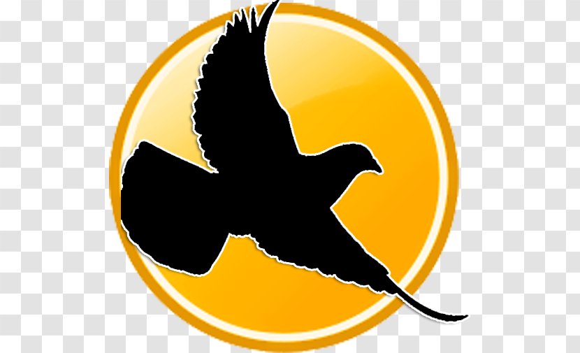 Racing Homer Columbidae Bird Pigeon Post - Yellow Transparent PNG