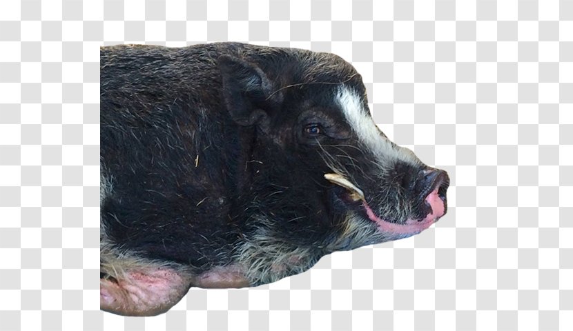 Wild Boar Fur Snout - Pot Bellied Pig Transparent PNG