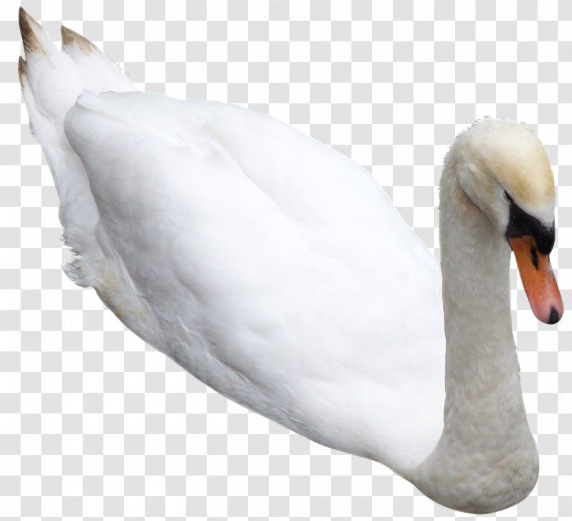 Cygnini Bird Duck Pelican - Digital Image - Swan Transparent PNG