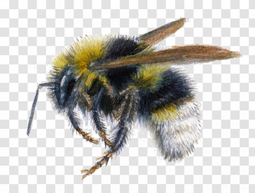 Insect Honey Bee Bombus Bohemicus Psithyrus Vestalis - Stingless - BUMBLEBEE Transparent PNG