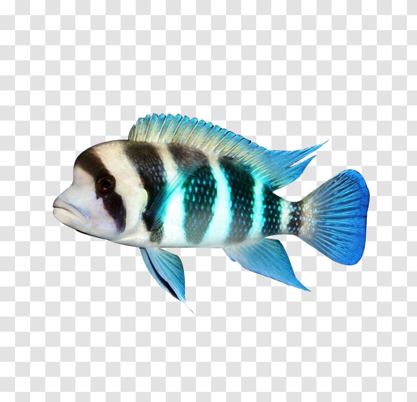 Fauna Tail Fish - Organism - Burundi Six Transparent PNG
