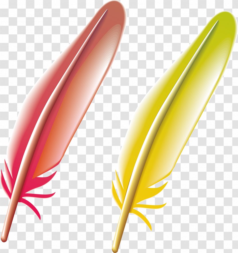 Feather - Chemical Element - Vector Transparent PNG