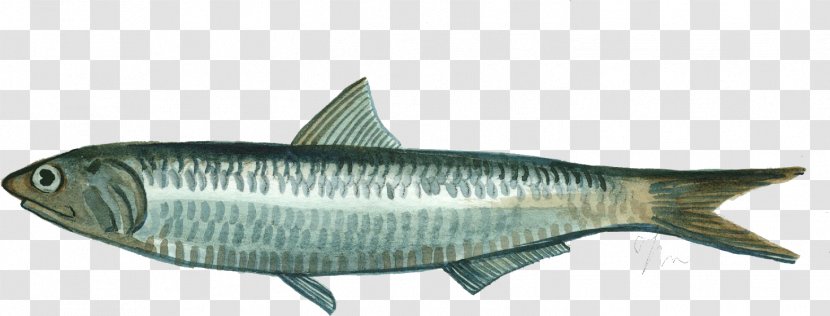 Sardine European Anchovy Oily Fish Mackerel - Animal Transparent PNG