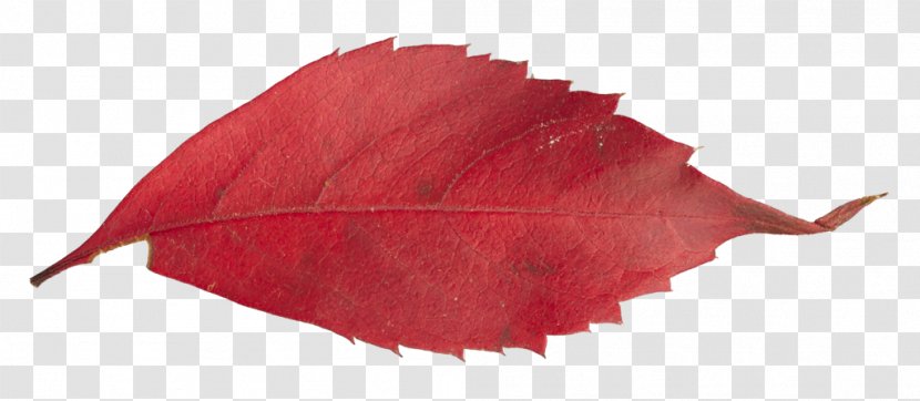 Leaf Petal - Texture Transparent PNG