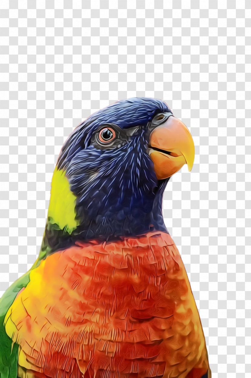 Bird Beak Parrot Close-up Lorikeet - Paint - Wildlife Macaw Transparent PNG