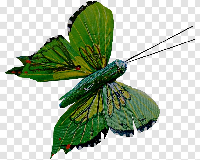 Monarch Butterfly Pieridae Gossamer-winged Butterflies Moth - Pollinator Transparent PNG