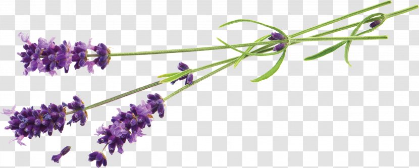 Lavender Flower Stock Photography Desktop Wallpaper Plant - Royalty Payment Transparent PNG