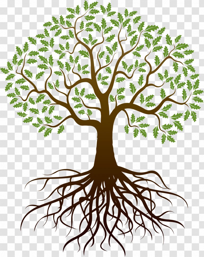 Drawing Tree Root - Flower - Reunion Transparent PNG