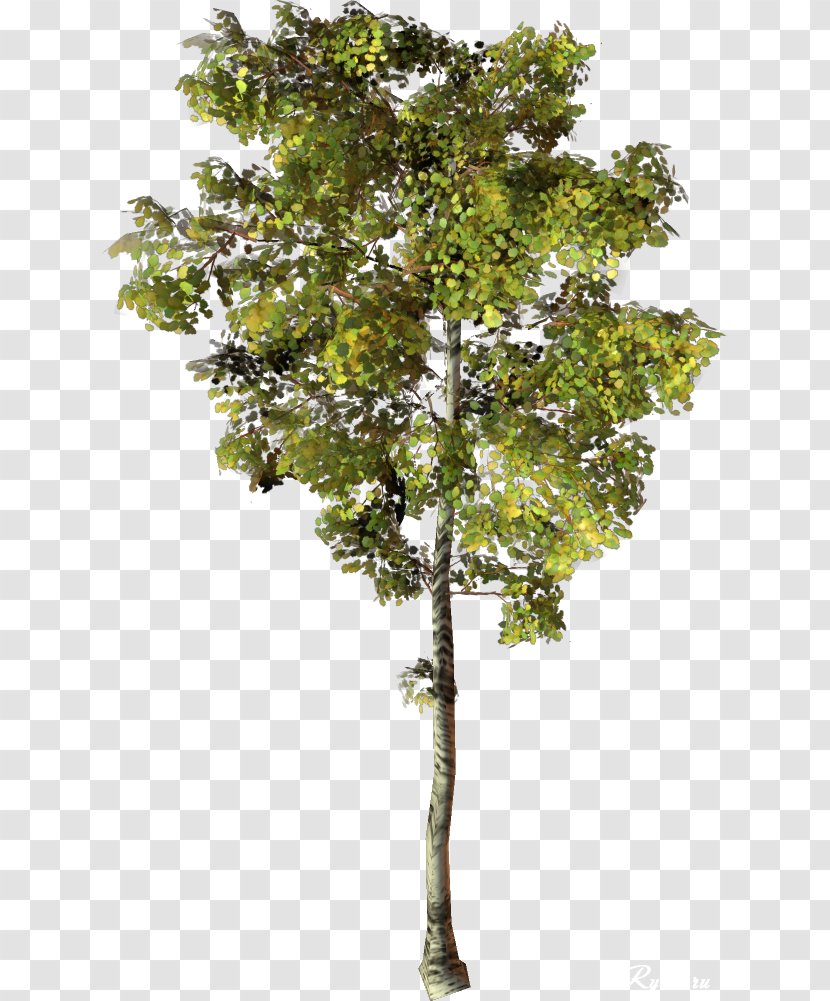 Branch Tree Clip Art Transparent PNG