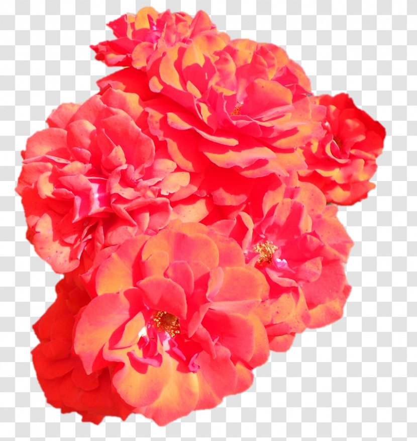Floribunda Garden Roses Carnation Cut Flowers - Plant - Sri Panchami Transparent PNG
