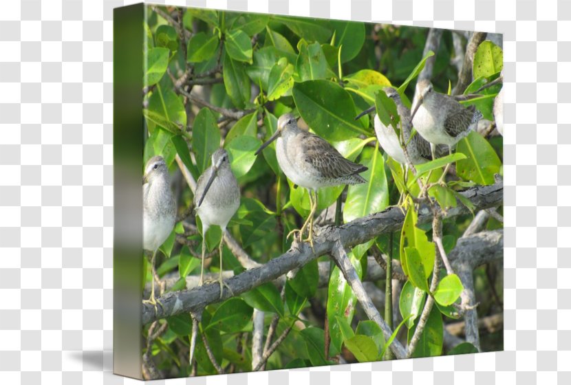 Bird Wren Passerine Fauna Flora - Perching - Mangrove Transparent PNG