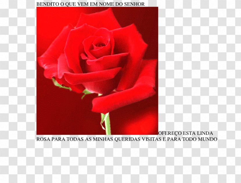 Garden Roses Greeting & Note Cards Cut Flowers Petal - Rose Transparent PNG