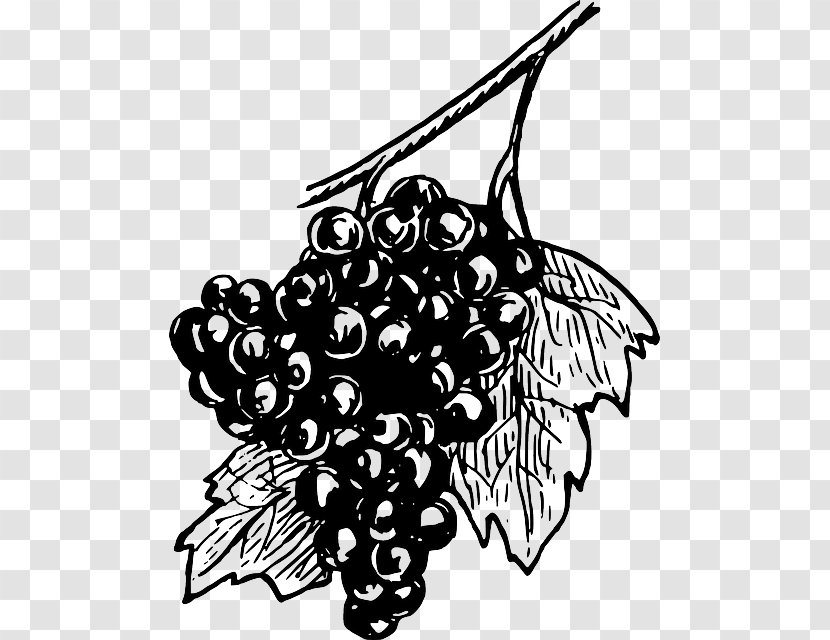 Common Grape Vine White Wine Concord - Line Art - A Bowl Of Plum Juice Transparent PNG
