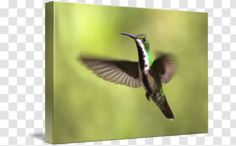 Hummingbird Fauna Pollinator Beak - Wing Transparent PNG