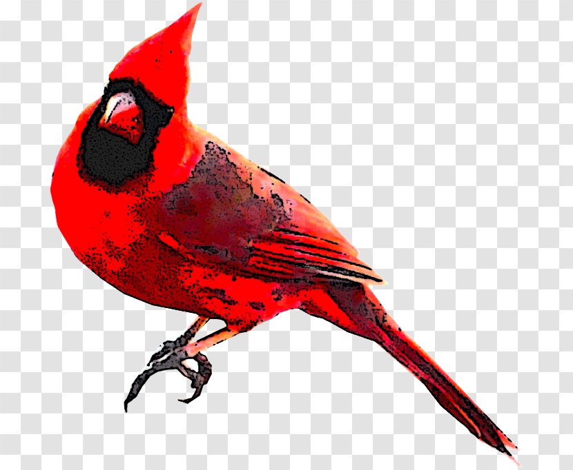 Cardinal Bird - Perching - Songbird Transparent PNG