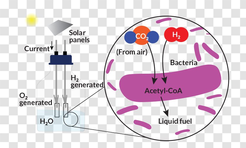 Chemistry Inorganic Compound Photosynthesis Matter Carbon Dioxide - Heart - Photosynthetic Efficiency Transparent PNG