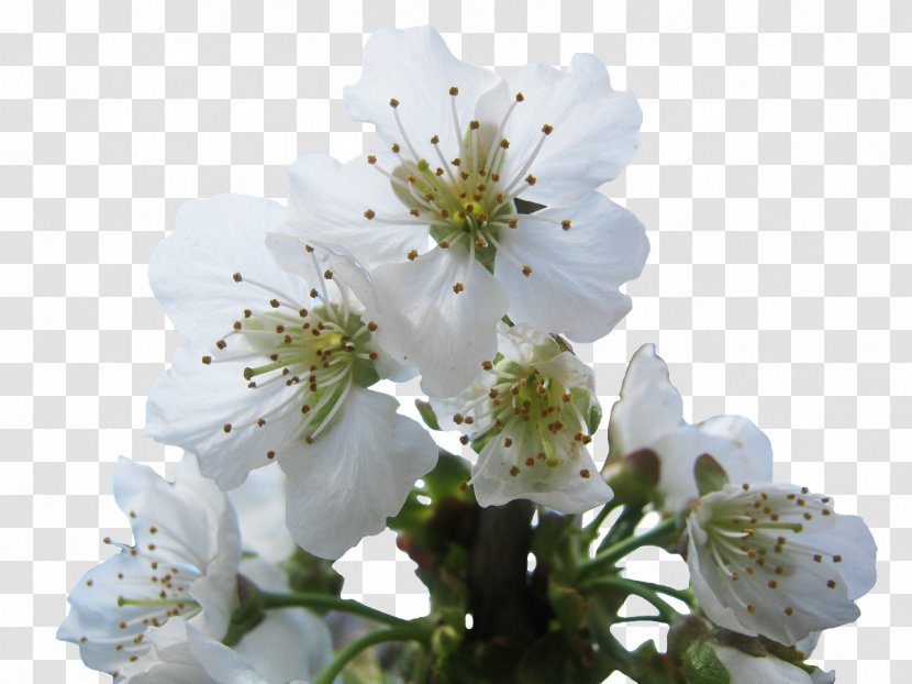 National Cherry Blossom Festival Brush - Spring Transparent PNG