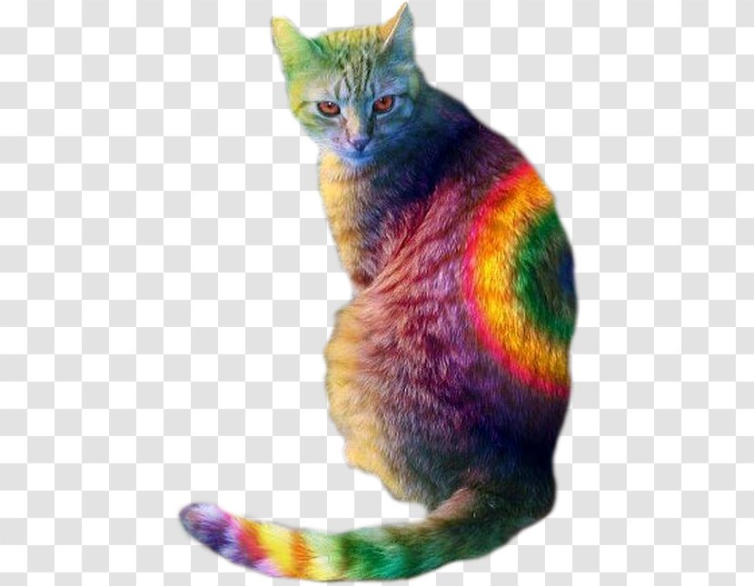 Kitten Cat Food Dog Rainbow - Colored Pencil Transparent PNG