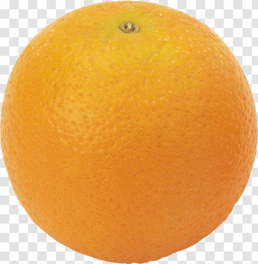 Tangerine Clementine Blood Orange Tangelo Grapefruit - Image Download Transparent PNG