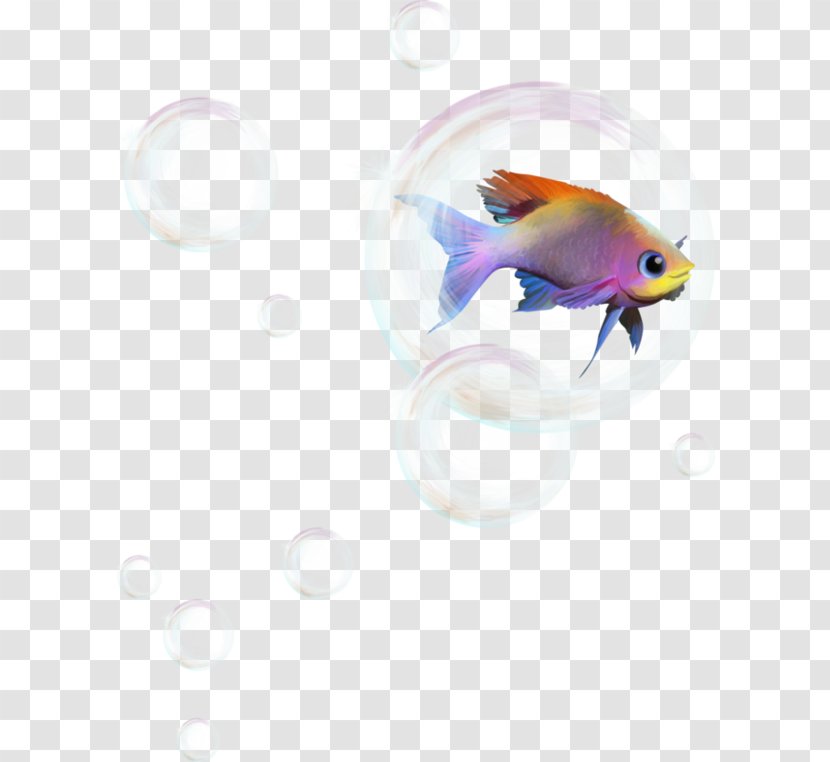 Photography - Fish - Color Television Transparent PNG
