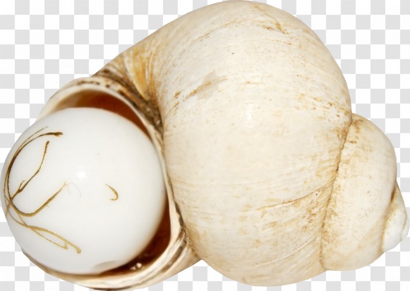 Pearl Seashell - Caracol - Conch Pearls Transparent PNG