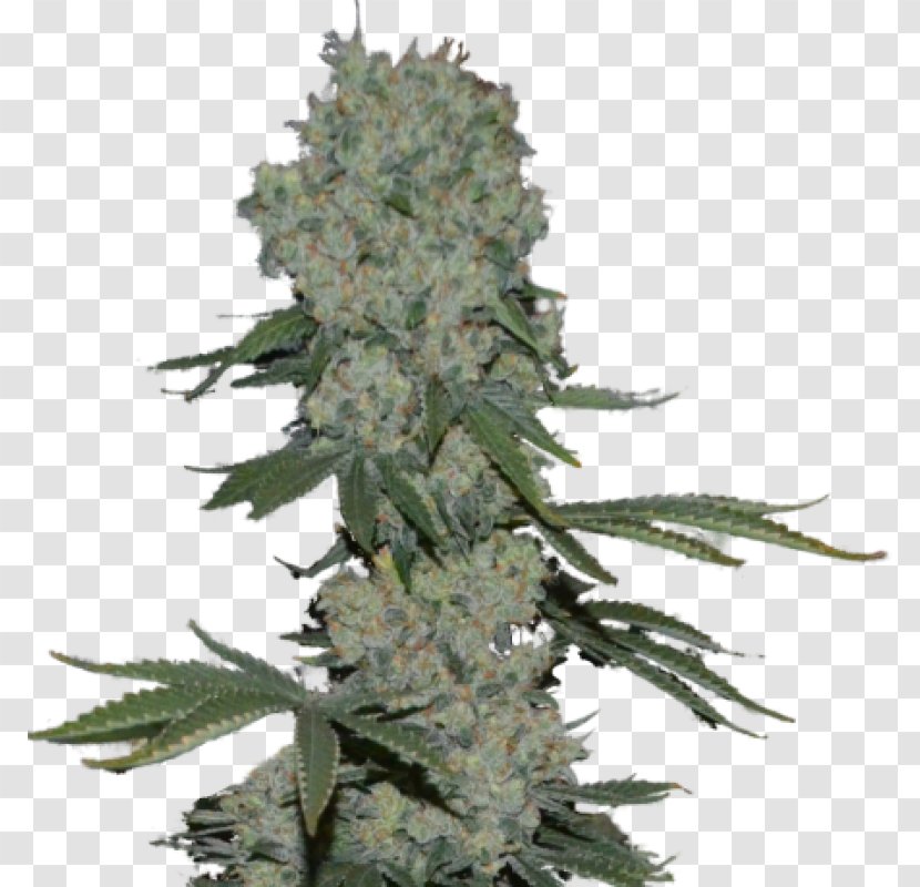 Autoflowering Cannabis Seed Grow Shop Hemp - Enemy Of The State Transparent PNG