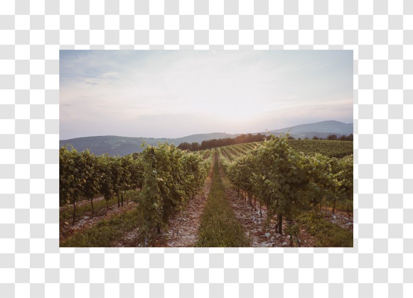Valpolicella Red Wine Amarone Italian - Sky - Vineyard Transparent PNG