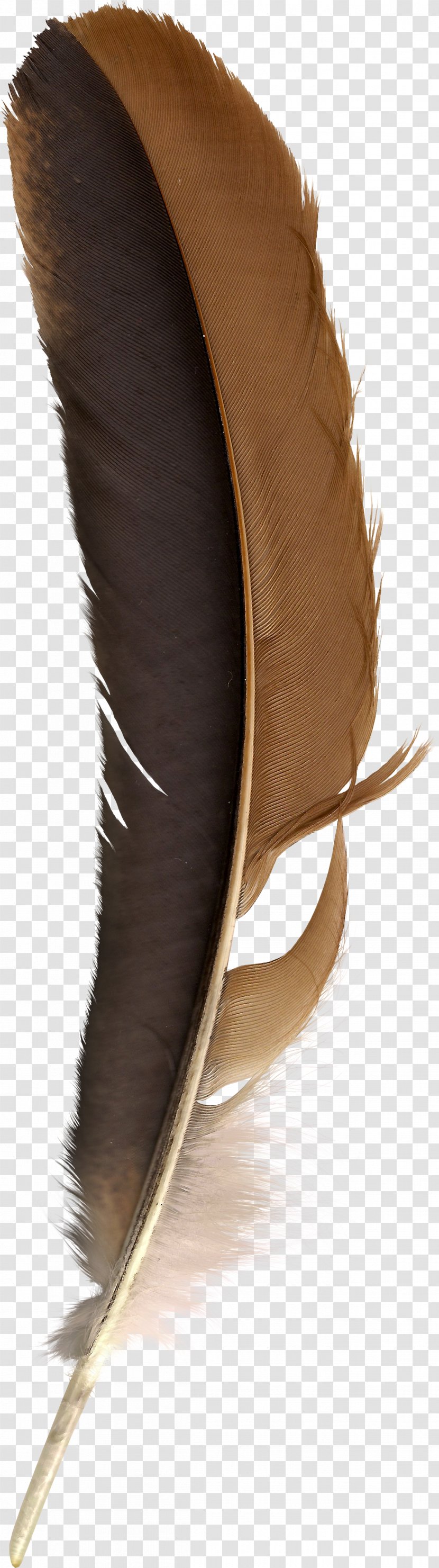 Feather Bird Quill Clip Art Transparent PNG