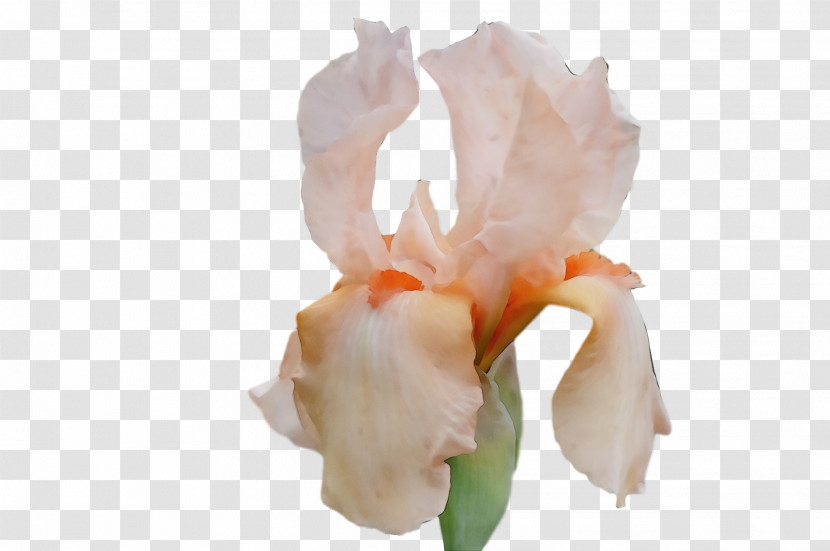 Cut Flowers Petal Orange S.a. Flower Transparent PNG