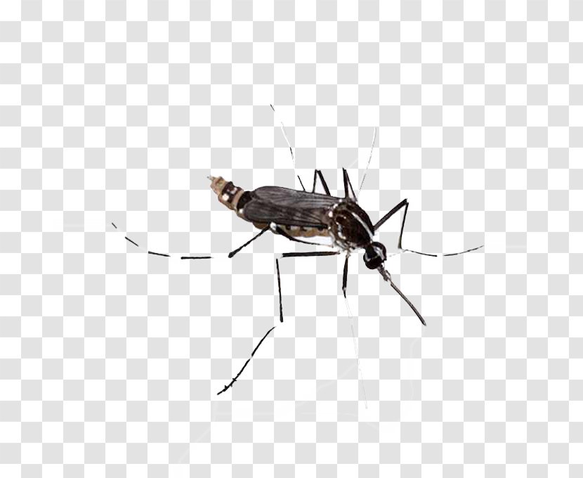 Ant Cartoon - Virus - Carpenter Transparent PNG