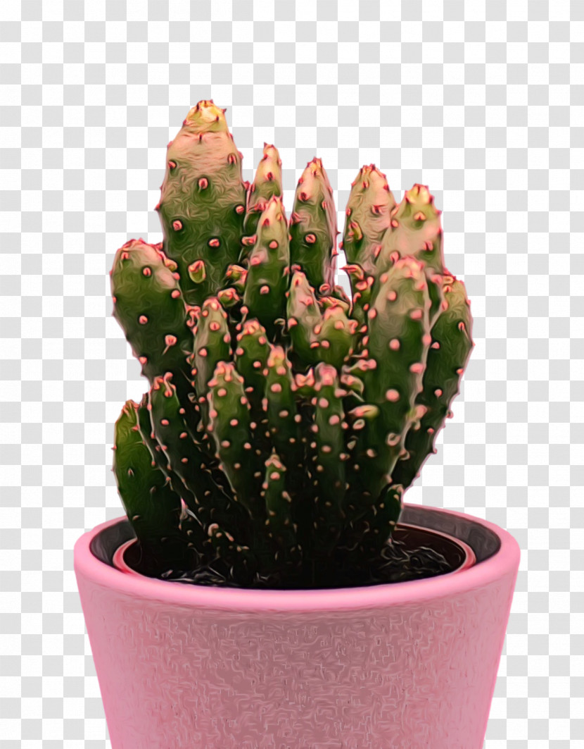 Cactus Transparent PNG