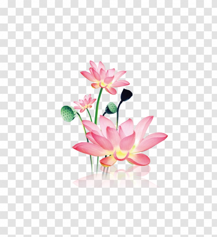 Sacred Lotus Image Photography Watercolor Painting Illustration - Artificial Flower - Botany Transparent PNG