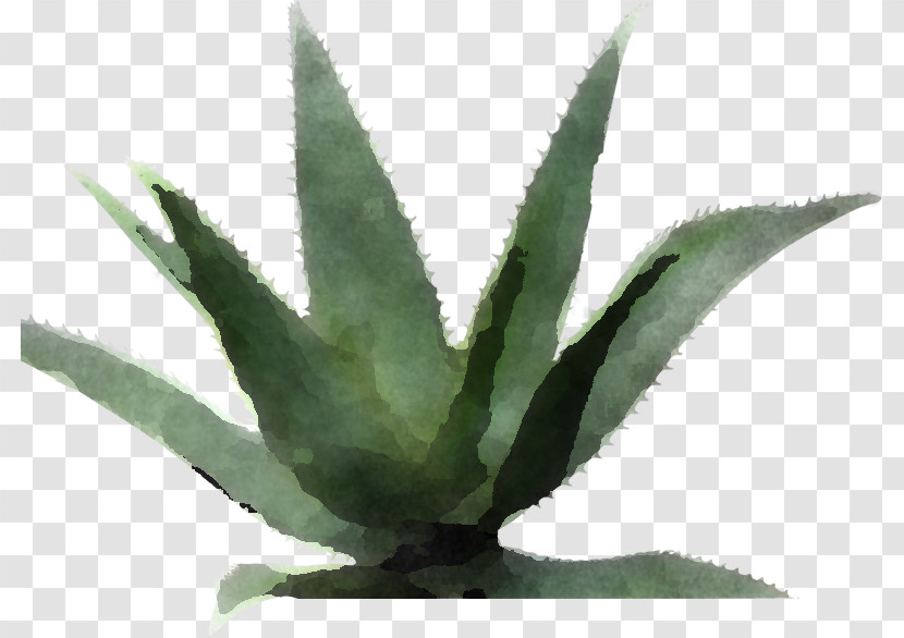 Aloe Vera Transparent PNG