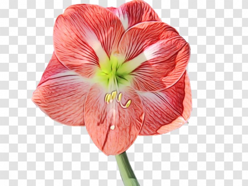 Amaryllis Jersey Lily Cut Flowers Petal Belladonna - Peach Transparent PNG