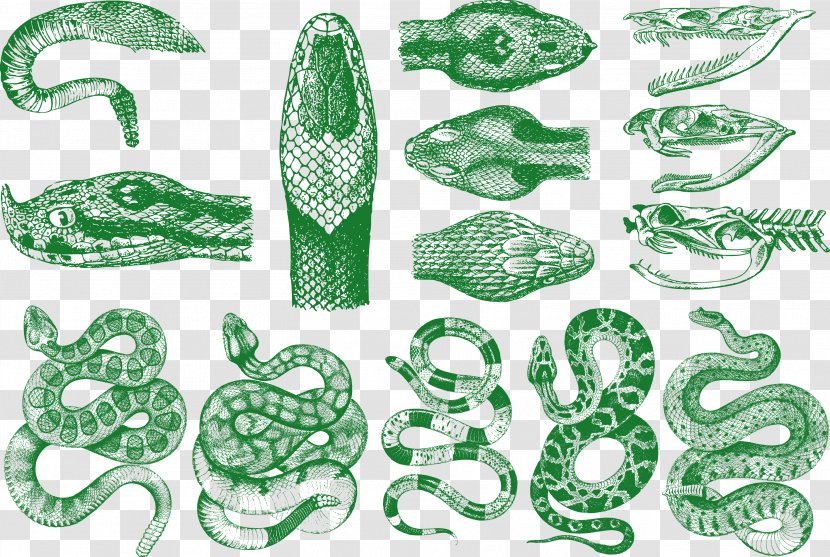 Snake Vipers Pattern - Serpent - Vector Transparent PNG
