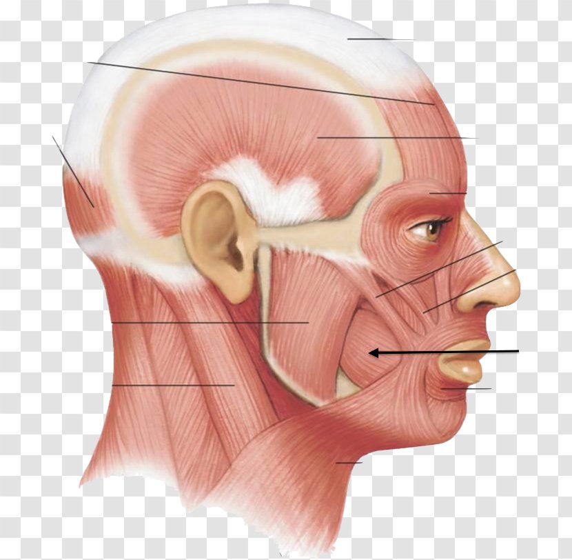 Zygomaticus Major Muscle Minor Head And Neck Anatomy Orbicularis Oris - Heart - Frame Transparent PNG