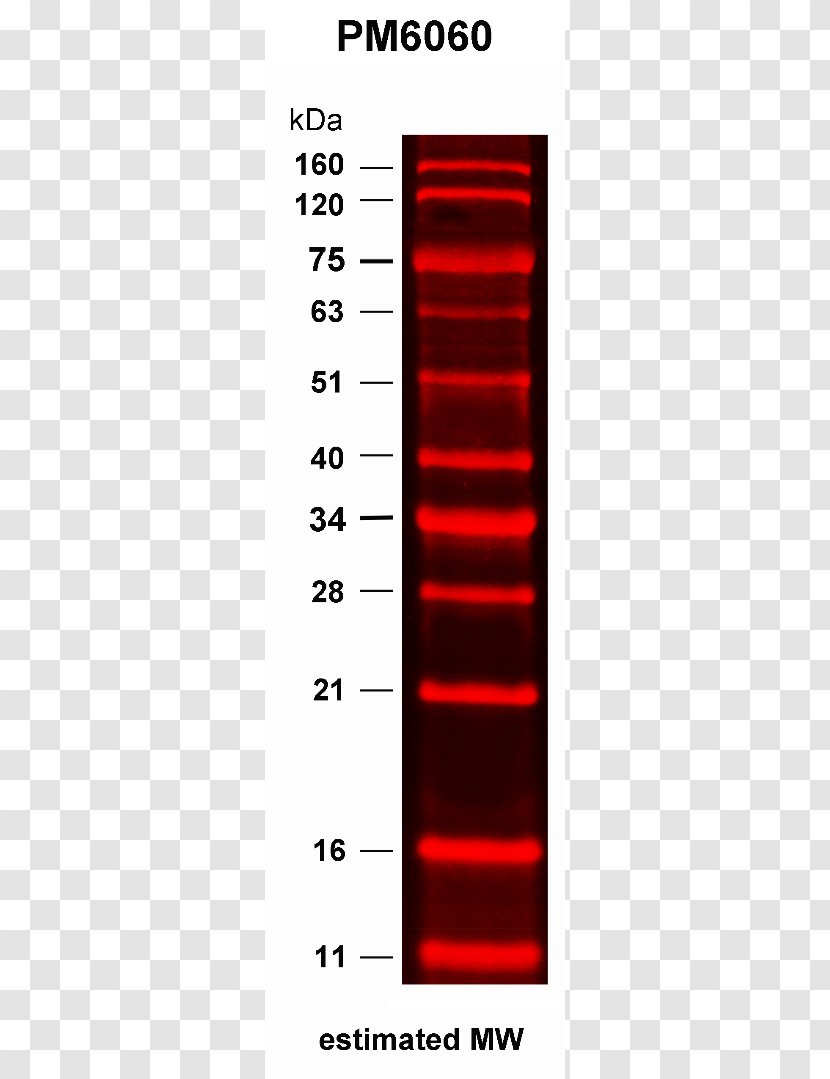 SDS-PAGE Polyacrylamide Gel Electrophoresis Green Fluorescent Protein Fluorescence - Text - Light Transparent PNG