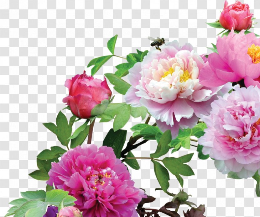 Clip Art - Blume - Rosa Centifolia Transparent PNG